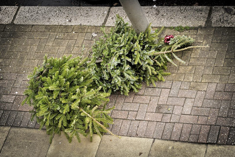 5 Ways to Recycle Christmas Trees