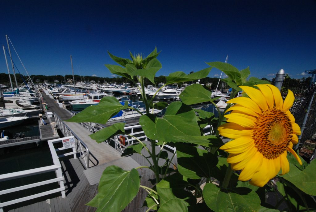 North Shore Secret: Northport, NY