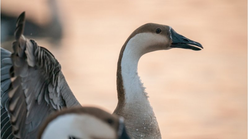 How I Learned Geese Don’t Discriminate When Choosing Their Victims