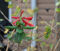 Well, it wasn't warm today, not up to 70 degrees anyway, but at least the sun shone so it got up to around 50 degrees, which isn't too bad for nearly the middle of November, I guess, but it sure was nice having those 70 degree days last weekend.  I...