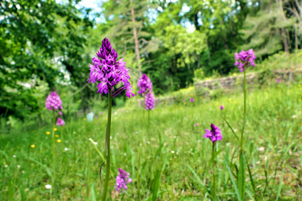 Orchid ID guide: species to look for in Britain