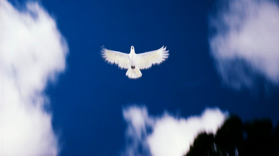 After the Flood Recedes