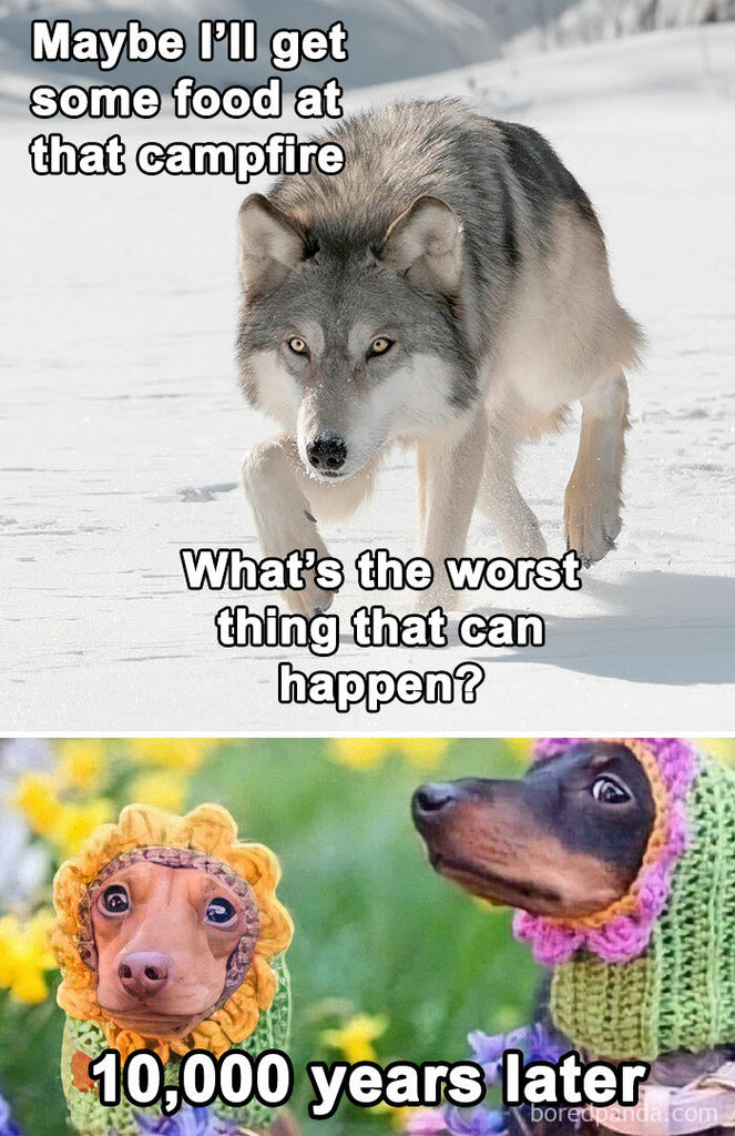 90 Hilarious History Memes That Should Be Shown In History Classes (New Pics)